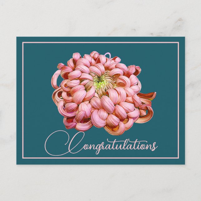 Postal Cristantemo Rosa Fondo Cian Felicidades (Anverso)