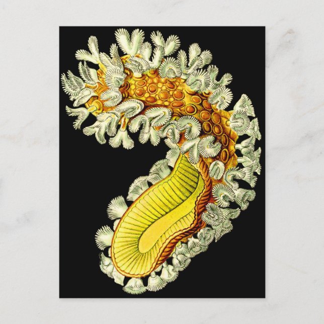 Postal Cristatella mucedo (Anverso)