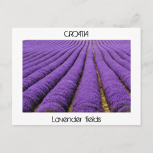 Postal CROACIA - Campos de lavanda