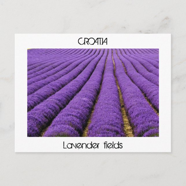 Postal CROACIA - Campos de lavanda (Anverso)