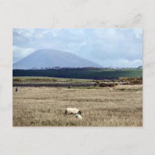 Postal Croagh Patrick mira al rebaño