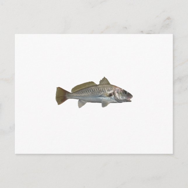 Postal Croaker Atlántico (Anverso)