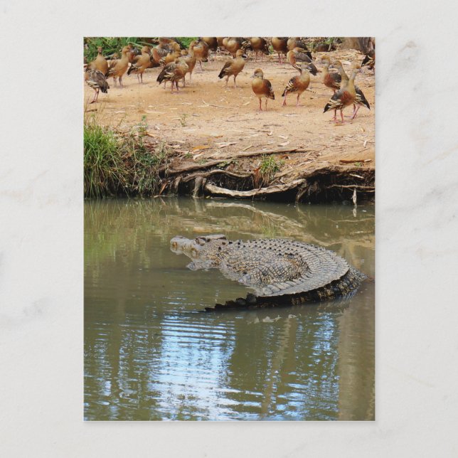 POSTAL CROCODILE QUEENSLAND AUSTRALIA (Anverso)