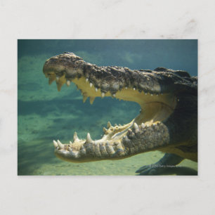 Postal Crocodiles boca abierta