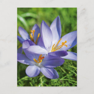 Postal Crocus