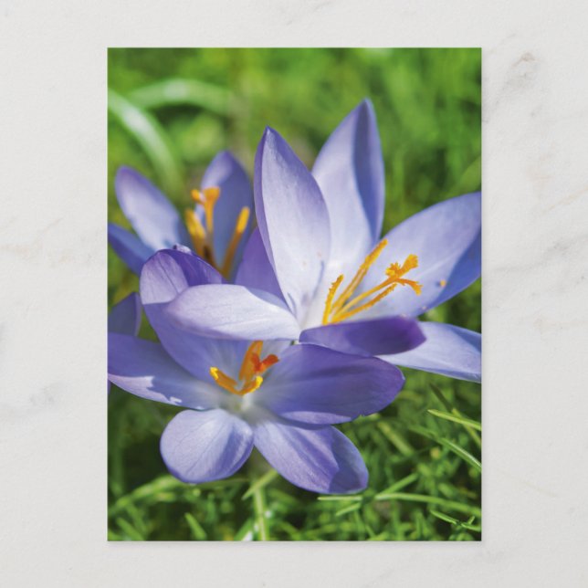 Postal Crocus (Anverso)