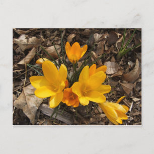 Postal Crocus amarillo