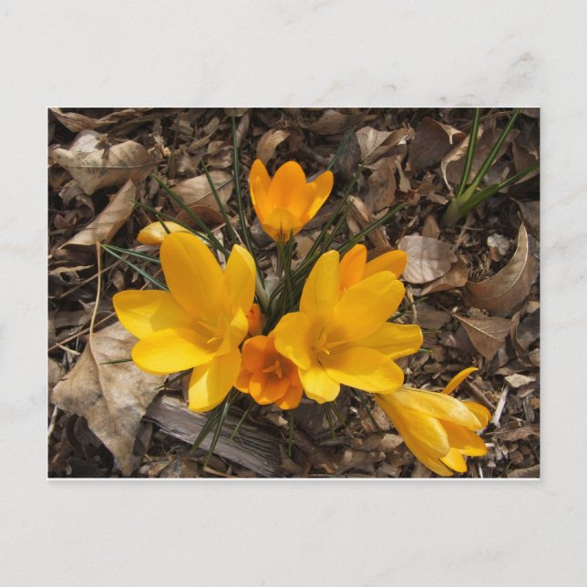 Postal Crocus amarillo (Anverso)