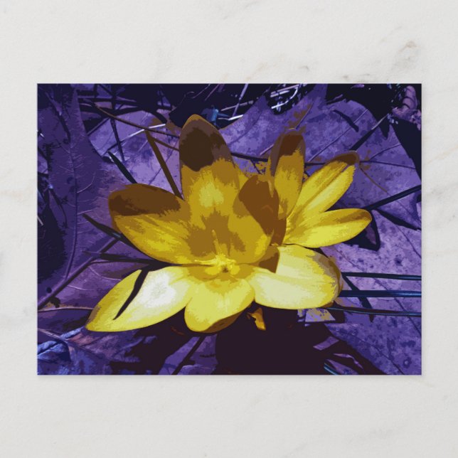 Postal Crocus amarillo sunshine (Anverso)