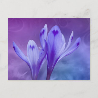 Postal crocus azul