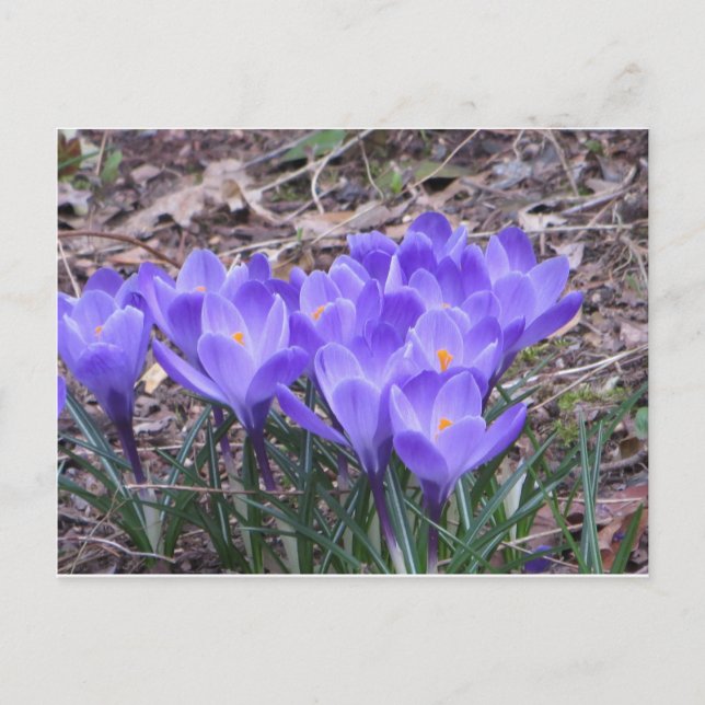 Postal Crocus Bunch (Anverso)