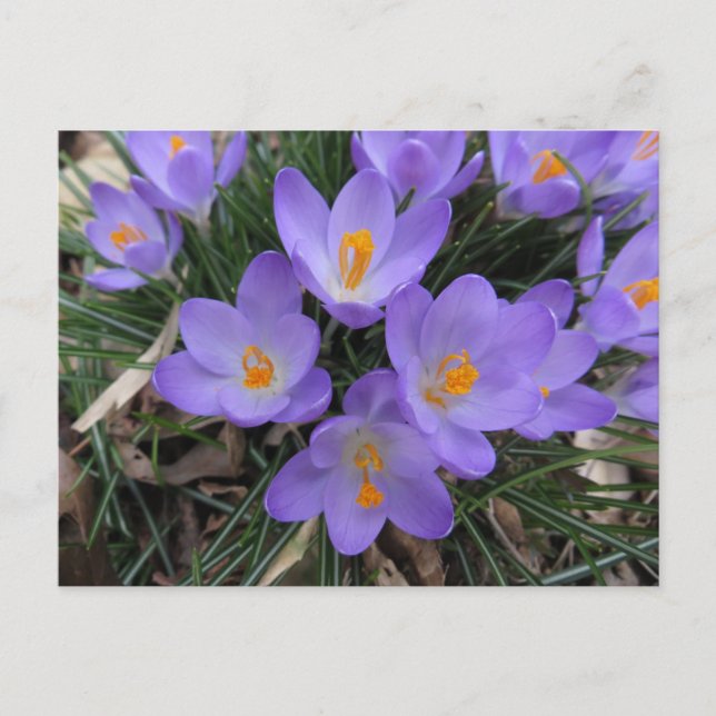 Postal Crocus Bundle (Anverso)