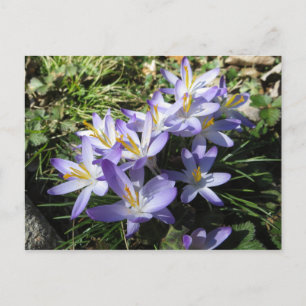 Postal Crocus Bundle