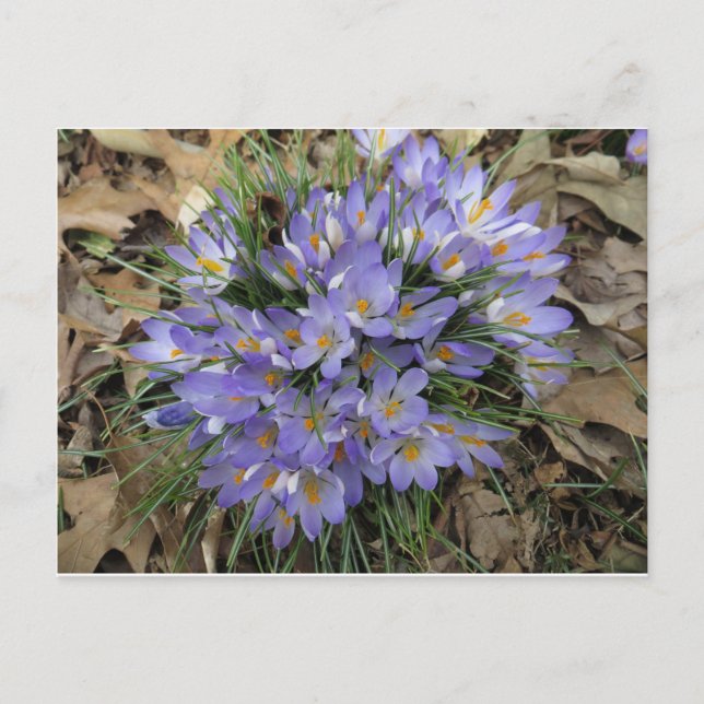 Postal Crocus Bundle (Anverso)
