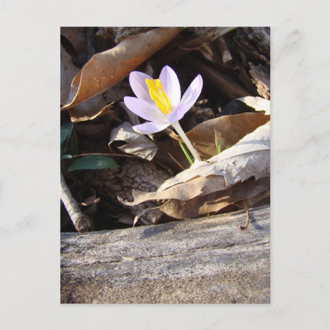 Postal Crocus de primavera (Anverso)