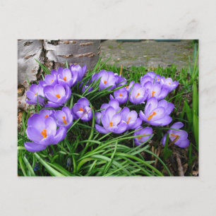 Postal Crocus de primavera