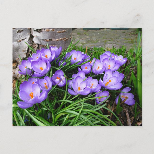 Postal Crocus de primavera (Anverso)