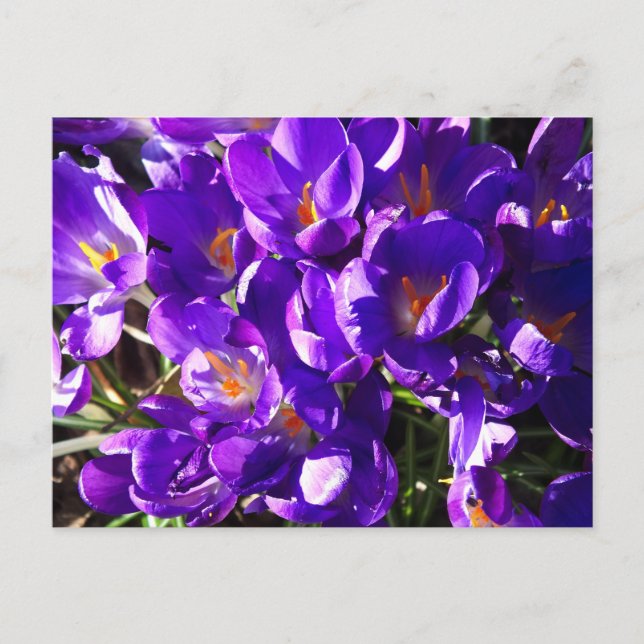POSTAL CROCUS DE PRIMAVERA (Anverso)