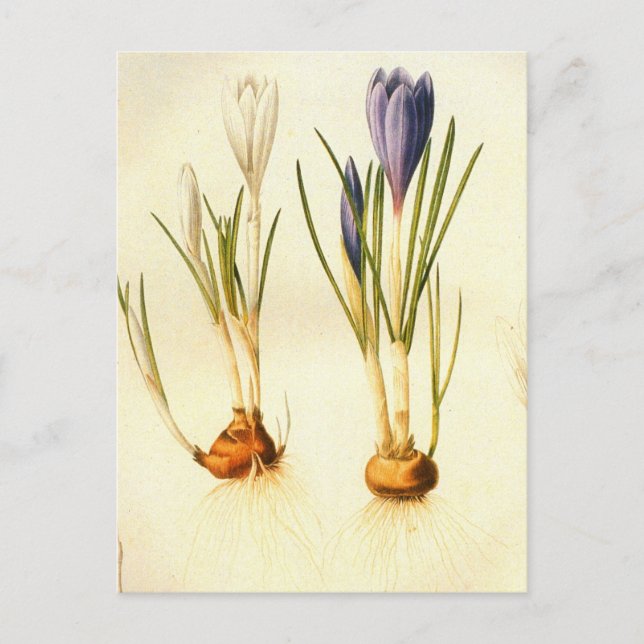 Postal crocus de Redoute vintage (Anverso)