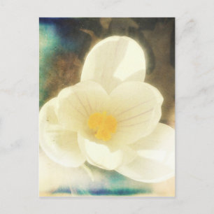 Postal Crocus Flower Grunge