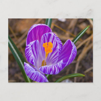 Postal crocus gordo