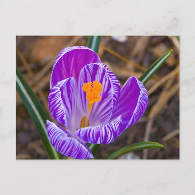 Postal crocus gordo (Anverso)
