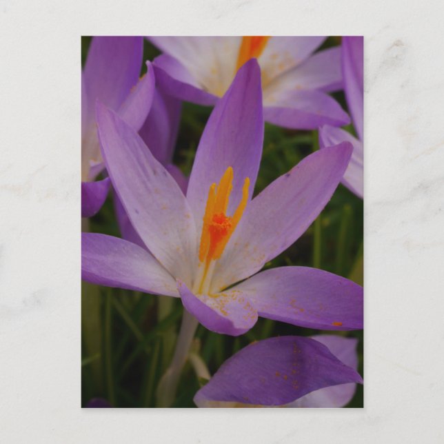 Postal Crocus Postcard (Anverso)