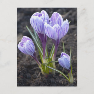 POSTAL CROCUS PURPLE DE LA PRIMAVERA