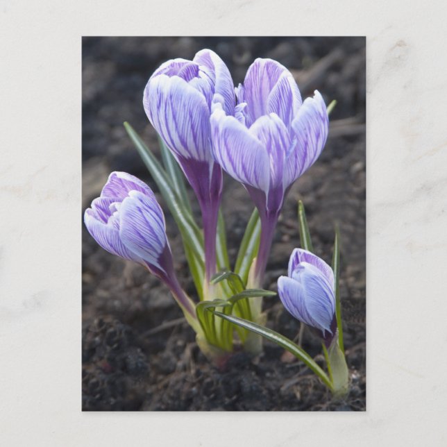 POSTAL CROCUS PURPLE DE LA PRIMAVERA (Anverso)