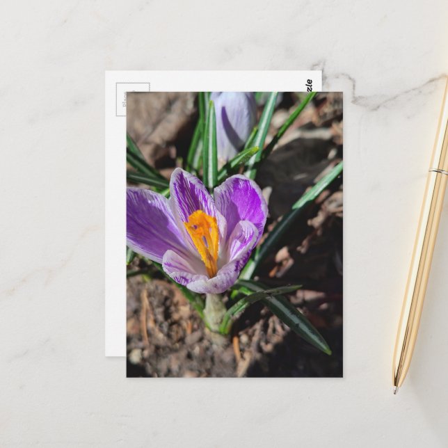 Postal Crocus Púrpura Primera Flor de 2026 (Anverso/Reverso In Situ)