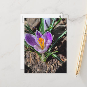 Postal Crocus Púrpura Primera Flor de la Primavera 2026