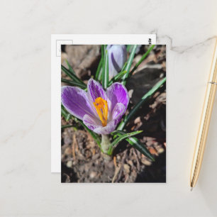 Postal Crocus Púrpura Primera Flor de Marzo 2026