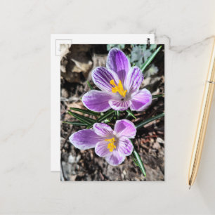 Postal Crocus Púrpura Primeras Flores de la Primavera