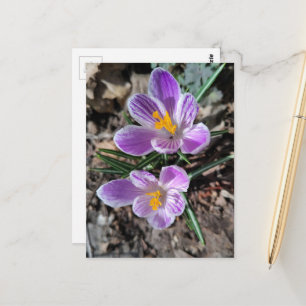 Postal Crocus Púrpura Primeras Flores de la Primavera 202