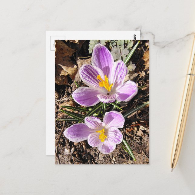 Postal Crocus Púrpura Primeras Flores de la Primavera 202 (Anverso/Reverso In Situ)