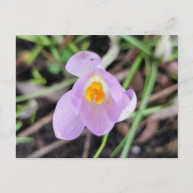 Postal Crocus rosado (Anverso)