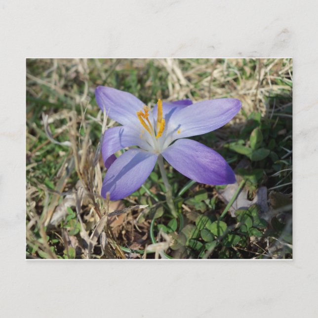 Postal Crocus singular (Anverso)