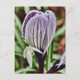 Postal Crocus Snowdrop and water droplets