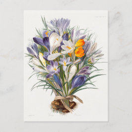 Postal Crocus Spring Flower Botanical Floral Art