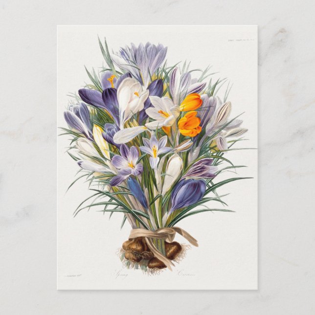 Postal Crocus Spring Flower Botanical Floral Art (Anverso)