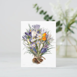 Postal Crocus Spring Flower Botanical Floral Art
