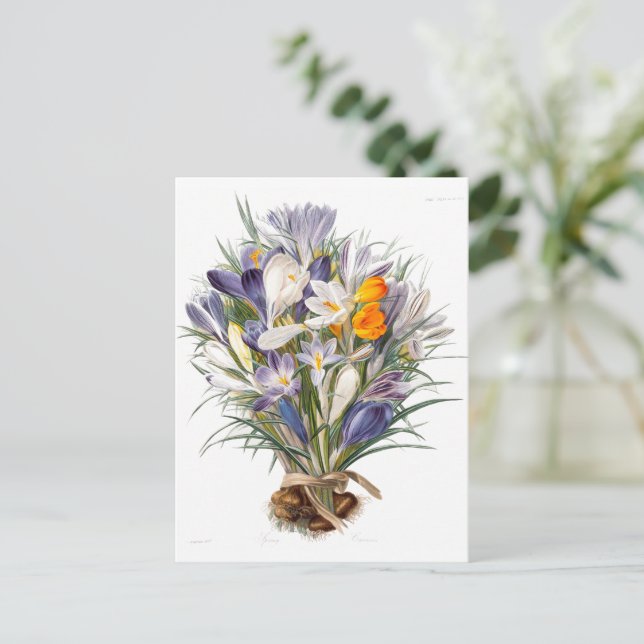 Postal Crocus Spring Flower Botanical Floral Art (Anverso de pie)