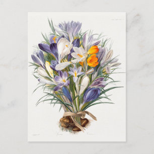 Postal Crocus Spring Flower Floral Art