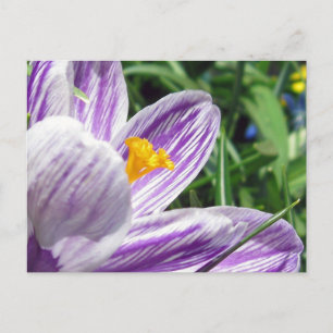 Postal Crocus violeta de primavera