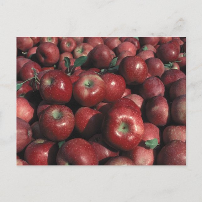 Postal Crop de Apple Red Delicious (Anverso)