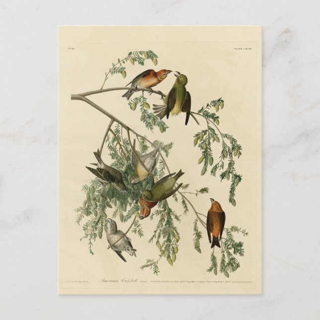 Postal Crossbill of America de los pájaros de Audubon (Anverso)