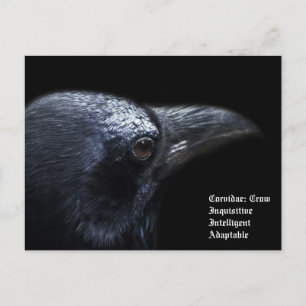Postal Crow