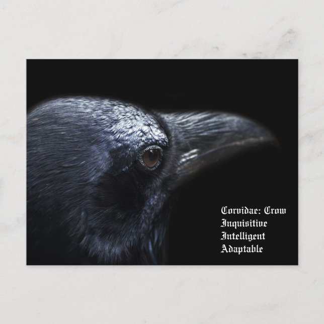 Postal Crow (Anverso)