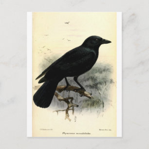 Postal Crow