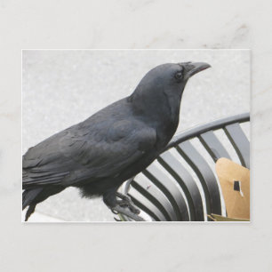 Postal Crow
